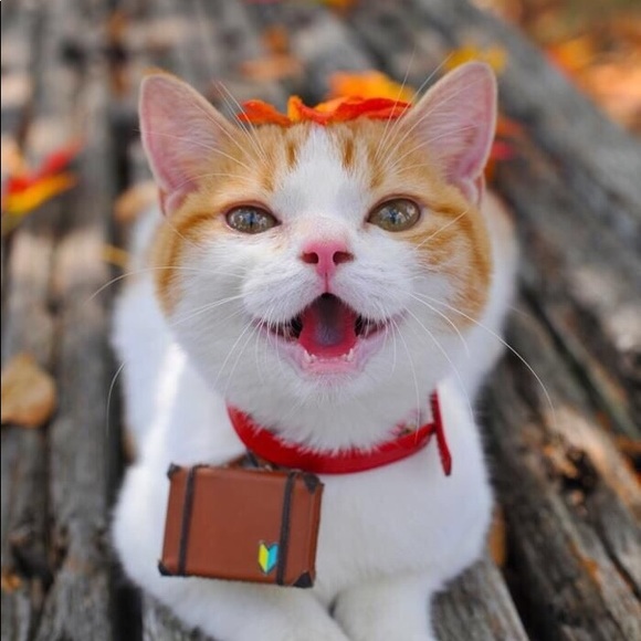 Meet your Posher, Michaela - Picture 1 of 1